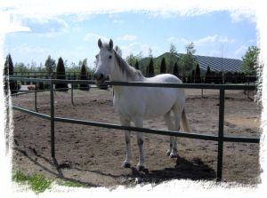 Een van de paarden in Kincsempark